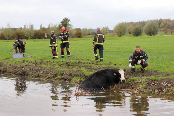 Brandweer haalt koe uit de sloot