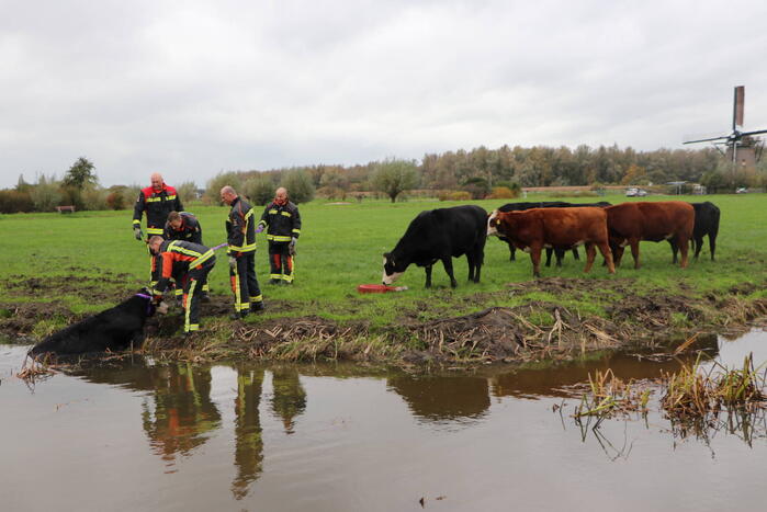 Brandweer haalt koe uit de sloot