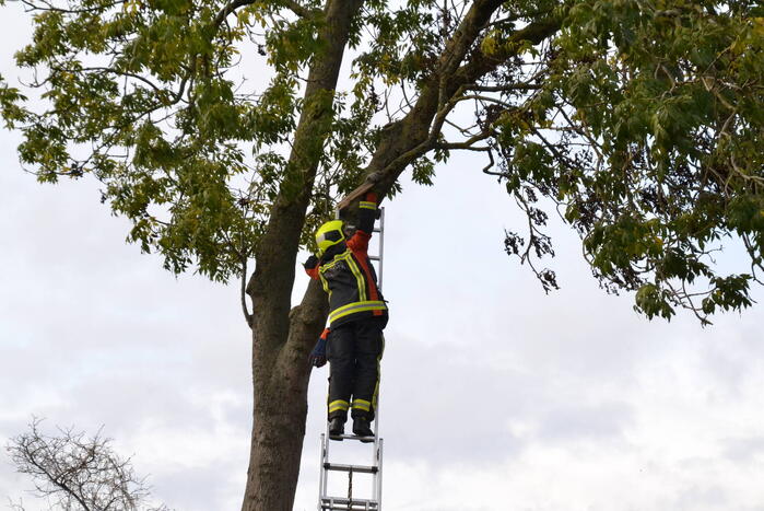 Gevaarlijk hangende tak verwijderd