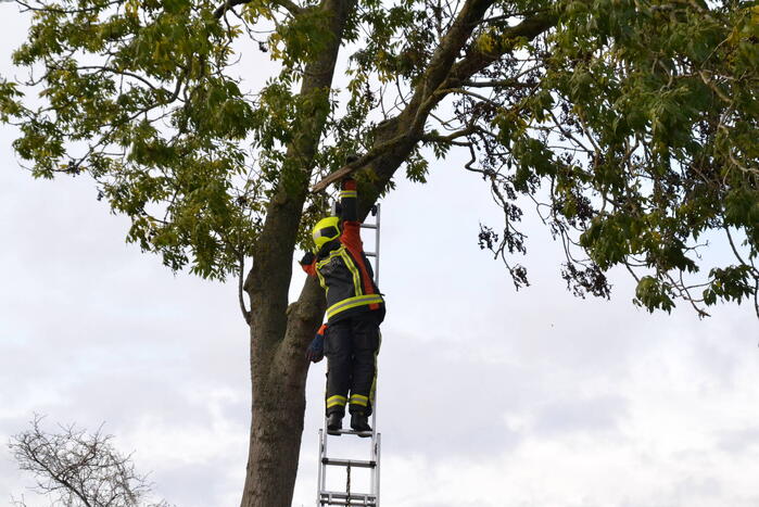 Gevaarlijk hangende tak verwijderd
