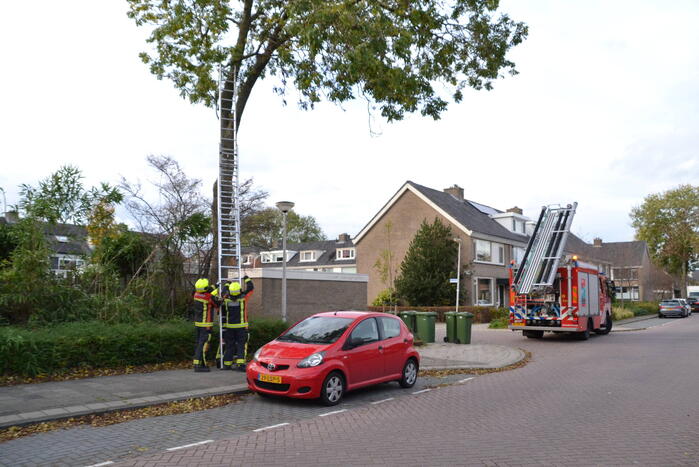 Gevaarlijk hangende tak verwijderd
