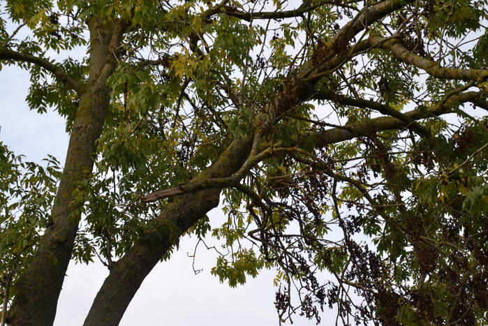 Gevaarlijk hangende tak verwijderd