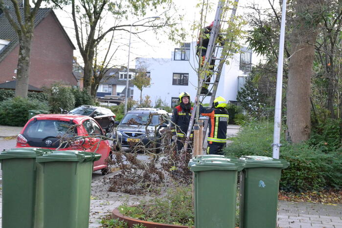 Gevaarlijk hangende tak verwijderd