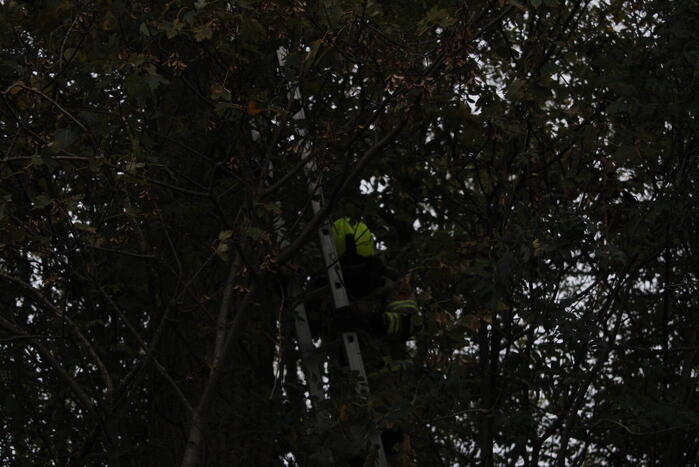 Kat na twee dagen uit boom gehaald