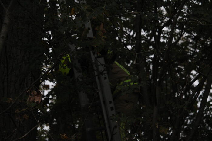 Kat na twee dagen uit boom gehaald