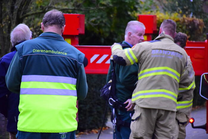 Vastzittende kauw uit schoorsteen gehaald
