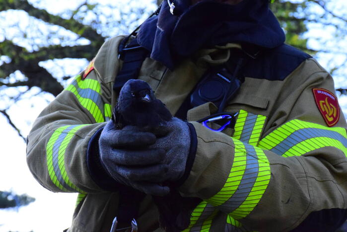 Vastzittende kauw uit schoorsteen gehaald