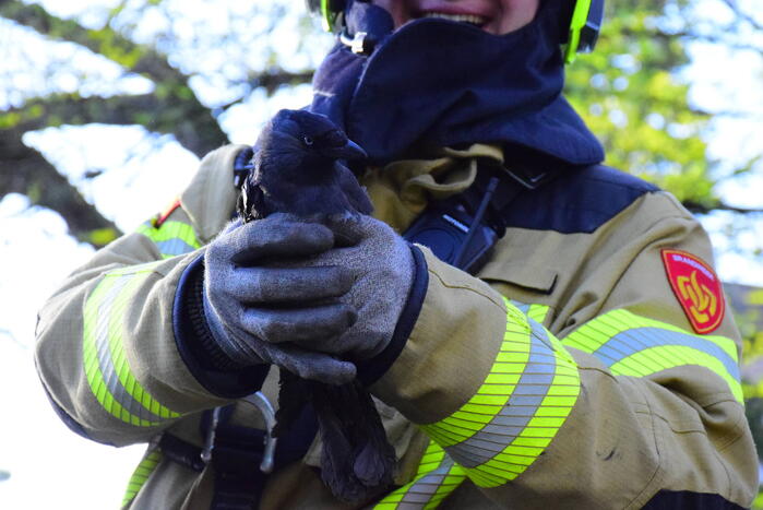 Vastzittende kauw uit schoorsteen gehaald