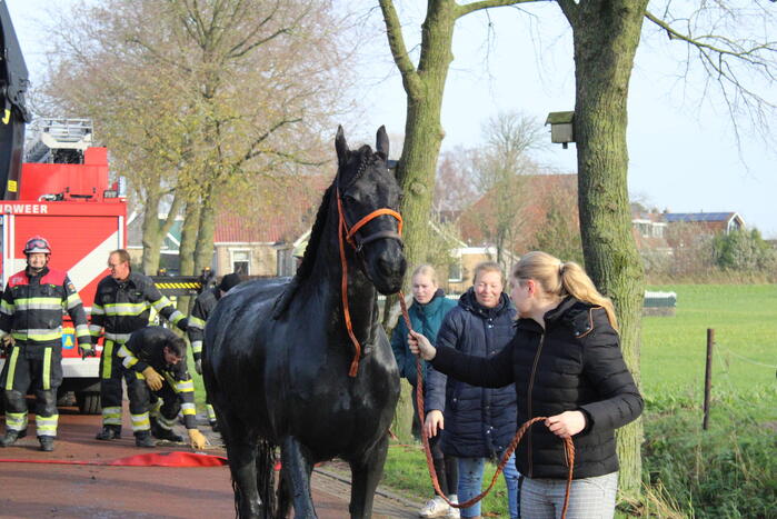 Paard uit sloot gered door brandweer