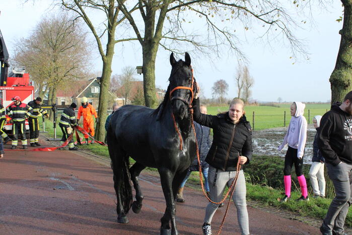 Paard uit sloot gered door brandweer