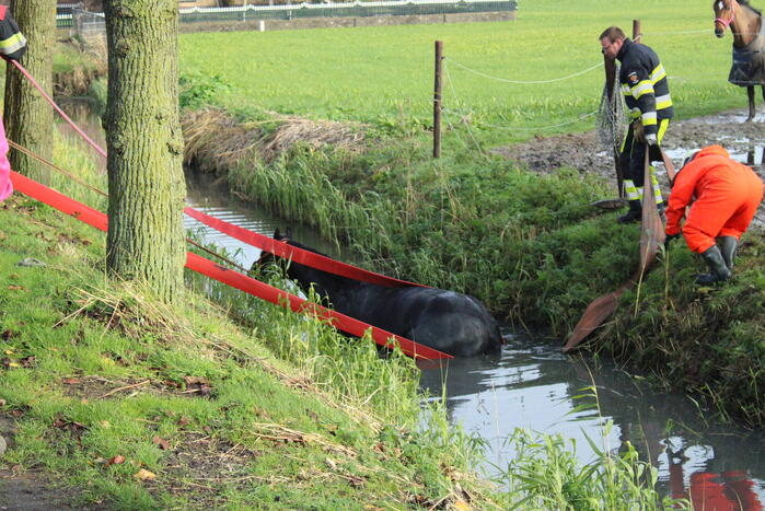 Paard uit sloot gered door brandweer