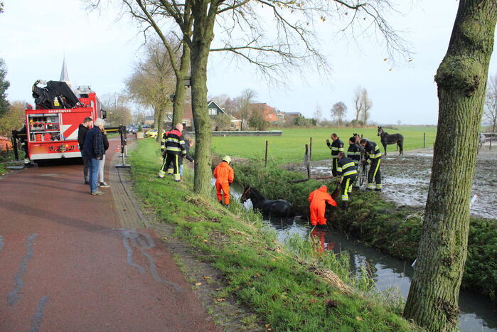 Paard uit sloot gered door brandweer
