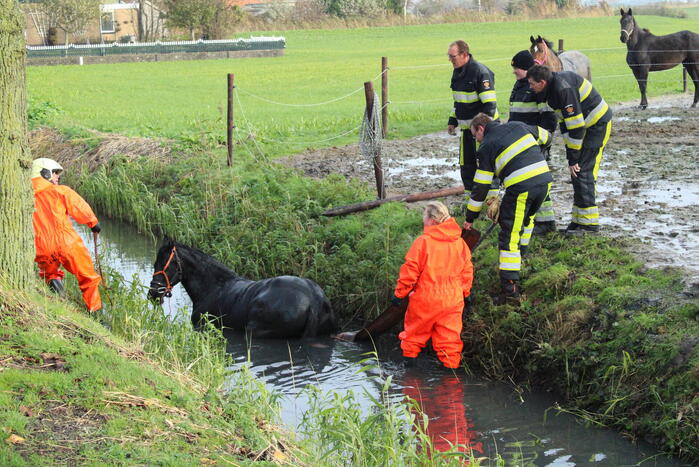 Paard uit sloot gered door brandweer