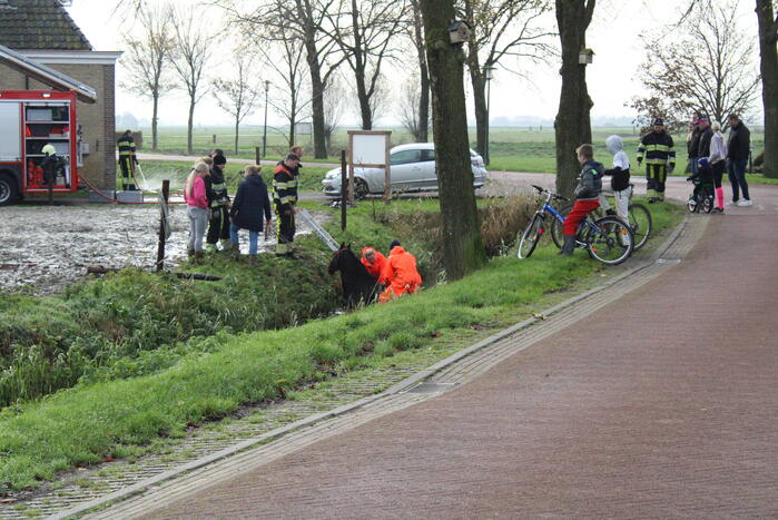 Paard uit sloot gered door brandweer