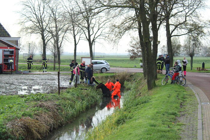 Paard uit sloot gered door brandweer
