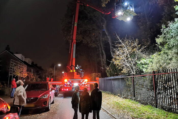 Brandweer haalt kat uit hoge boom