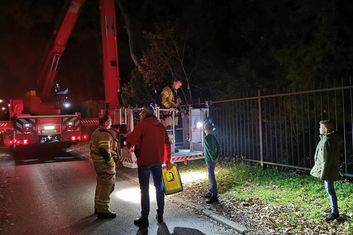 Brandweer haalt kat uit hoge boom