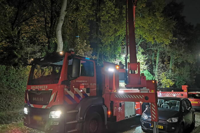 Brandweer haalt kat uit hoge boom