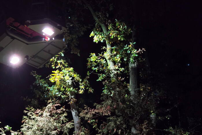 Brandweer haalt kat uit hoge boom