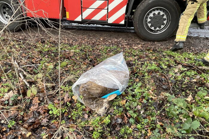 Reddingsactie komt te laat voor hert