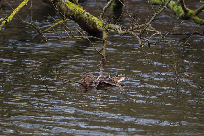 Brandweer redt gewonde eend