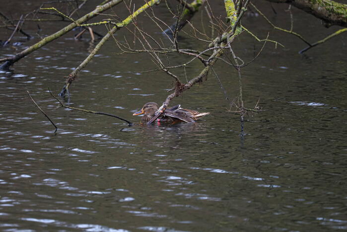 Brandweer redt gewonde eend