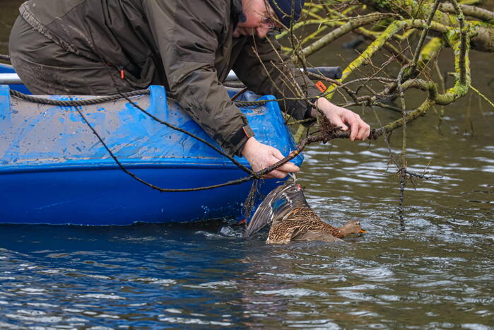 Brandweer redt gewonde eend