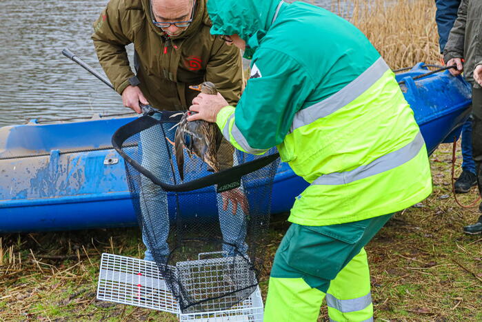 Brandweer redt gewonde eend