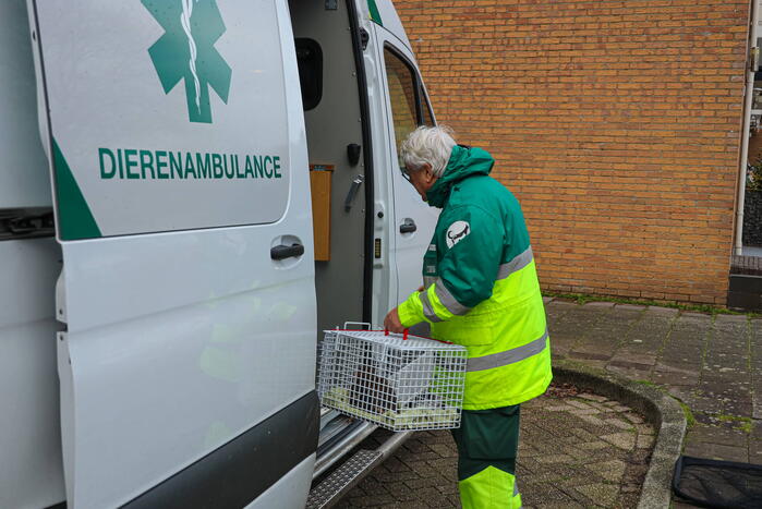 Brandweer redt gewonde eend