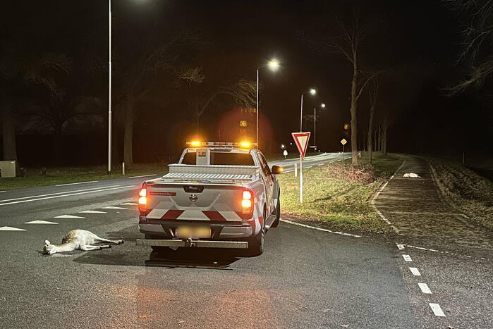 Twee hertjes overleden na aanrijding