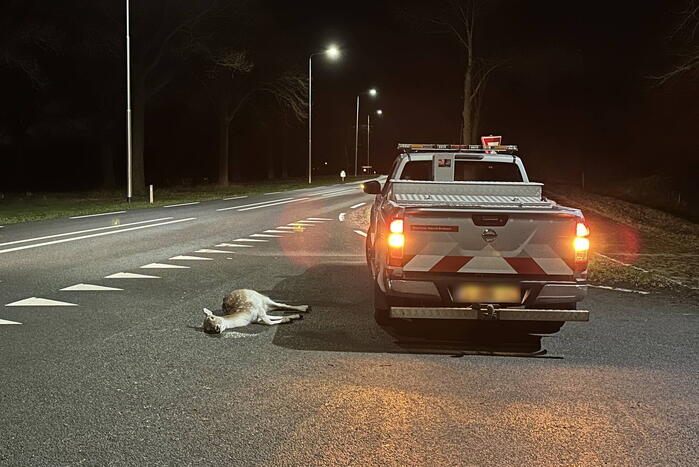 Twee hertjes overleden na aanrijding