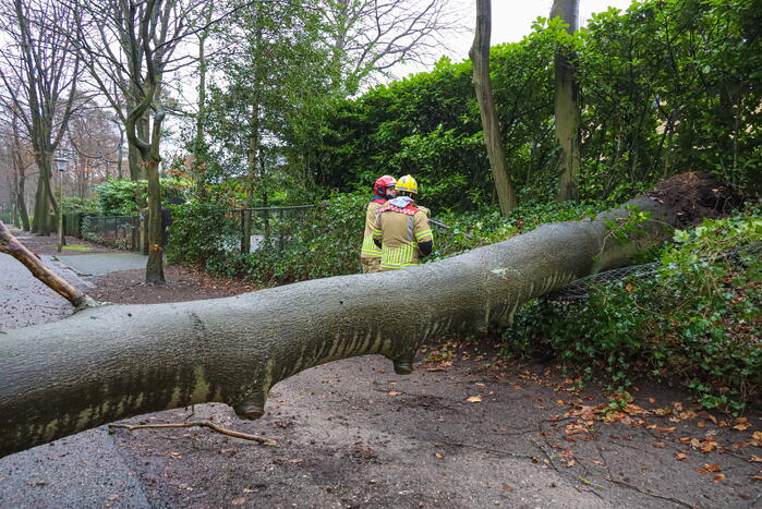 Omgewaaide boom verspert weg