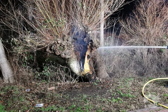 Brandweer blust brandende boom