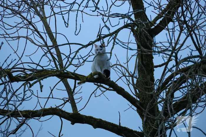 Brandweerman haalt kat uit boom