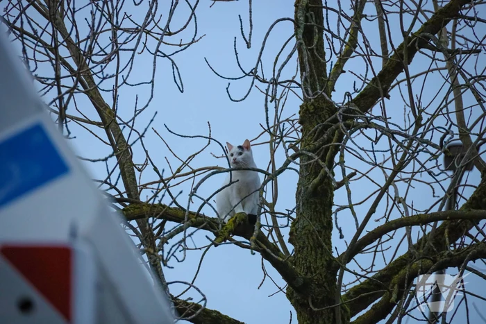 Brandweerman haalt kat uit boom