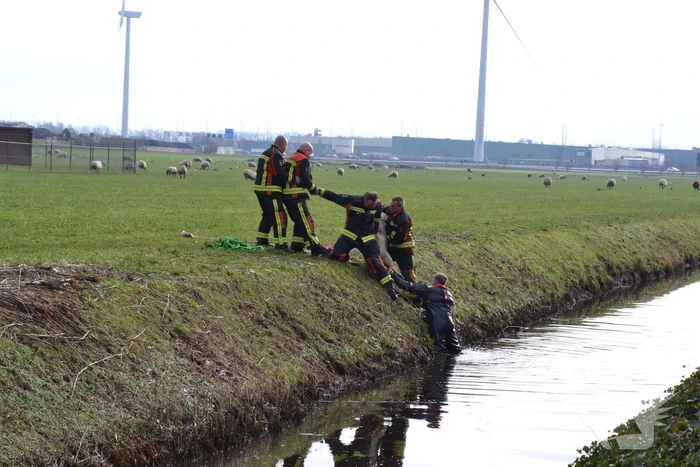 Brandweer redt schaap uit een sloot