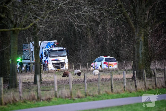Groot onderzoek naar aantreffen overleden persoon in bos