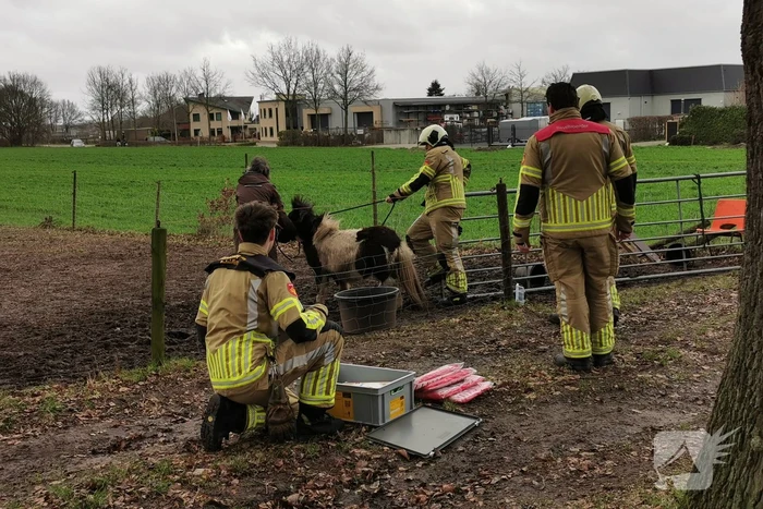 Vastzittende pony gered door brandweer