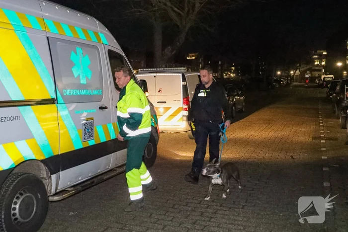Agressieve hond valt kind aan