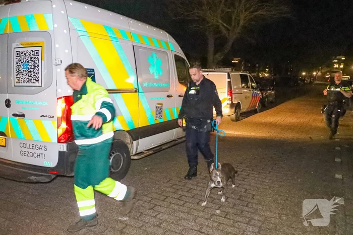 Agressieve hond valt kind aan