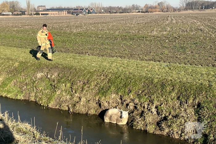 Brandweer haalt schaap uit het water