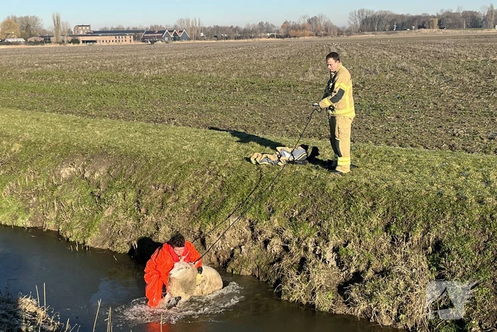 Brandweer haalt schaap uit het water