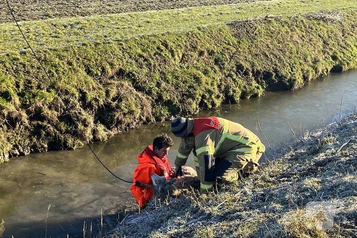 Brandweer haalt schaap uit het water