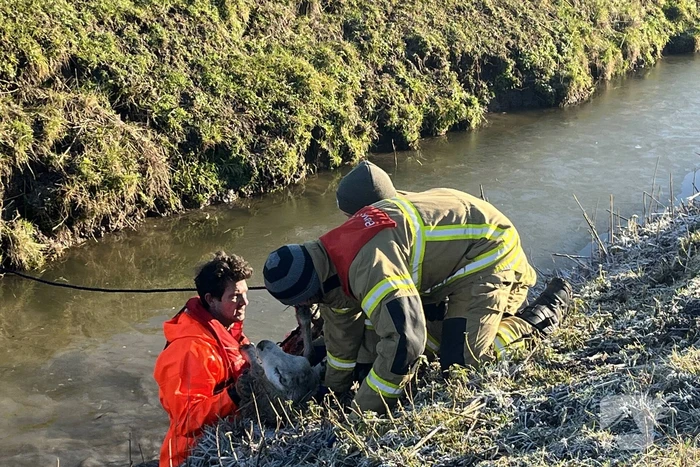 Brandweer haalt schaap uit het water