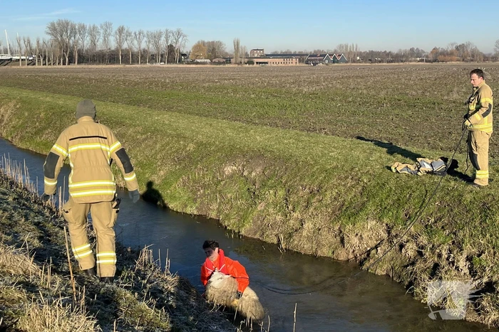 Brandweer haalt schaap uit het water