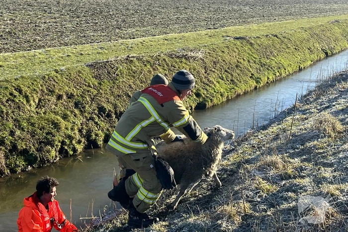 Brandweer haalt schaap uit het water