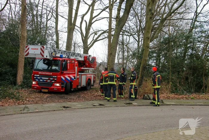 Poes zoekt het hogerop