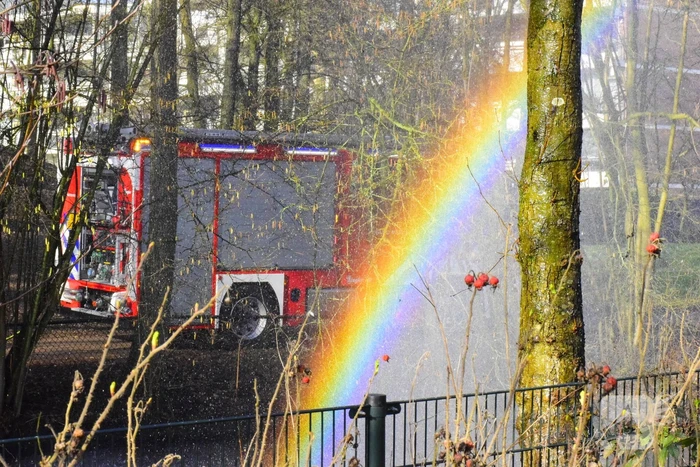 Brandweer probeert kat uit boom te spuiten