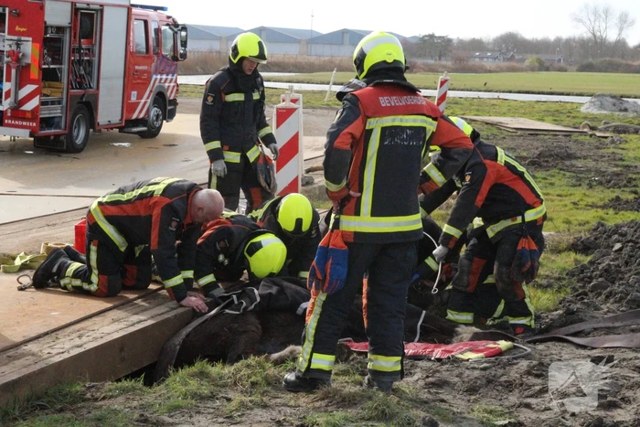 Paard valt in groot gat naast rijplaten