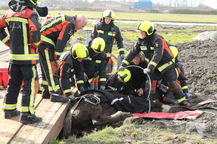 Paard valt in groot gat naast rijplaten